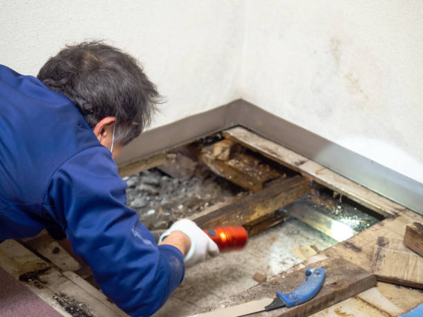 Best Mold Damage Repair  in Brielle, NJ