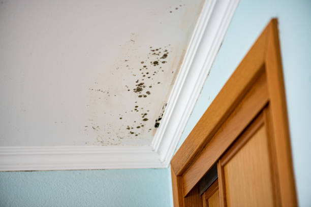 Best Certified Mold Removal  in Brielle, NJ