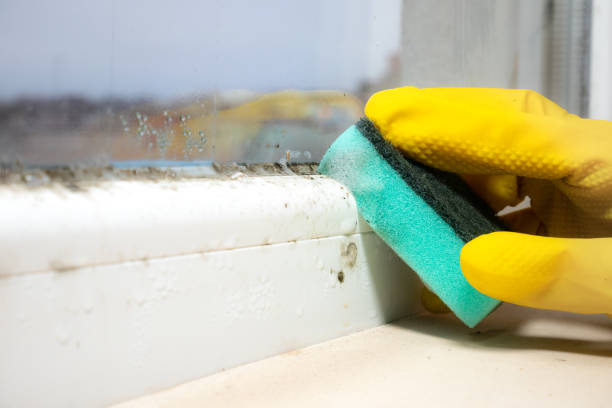 Best Toxic Mold Removal  in Brielle, NJ
