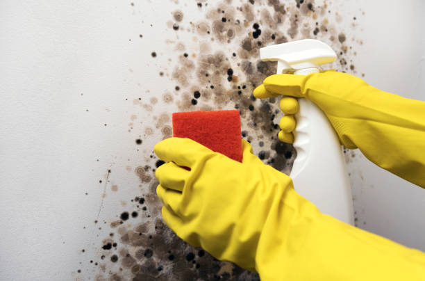 Best Local Mold Removal Service  in Brielle, NJ