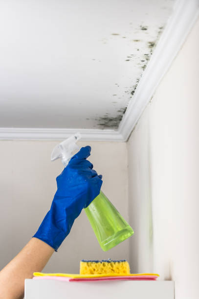 Best Mold Damage Repair  in Brielle, NJ