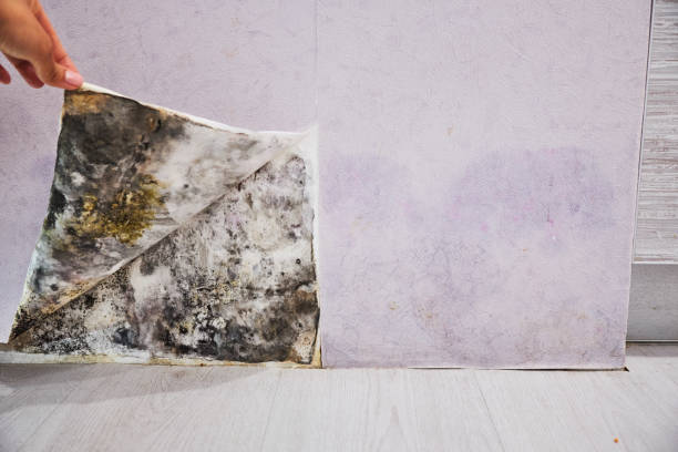 Best Home Mold Removal  in Brielle, NJ